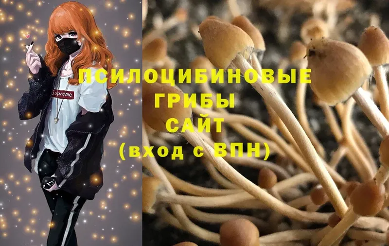 блэк спрут ТОР  Бологое  Псилоцибиновые грибы MAGIC MUSHROOMS 